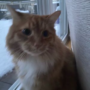 Meet your Posher, Finn